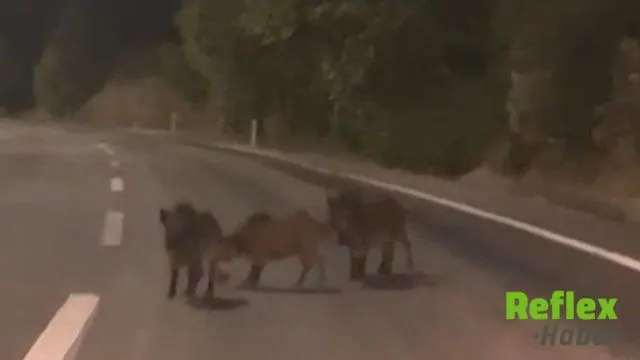 Andırın’da Gece Yaban Domuzu Sürüsü Yola Çıktı