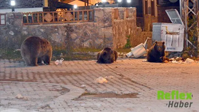 Sarıkamış’ta Bozayı Ve Yavruları Mahalleye İ̇ndi