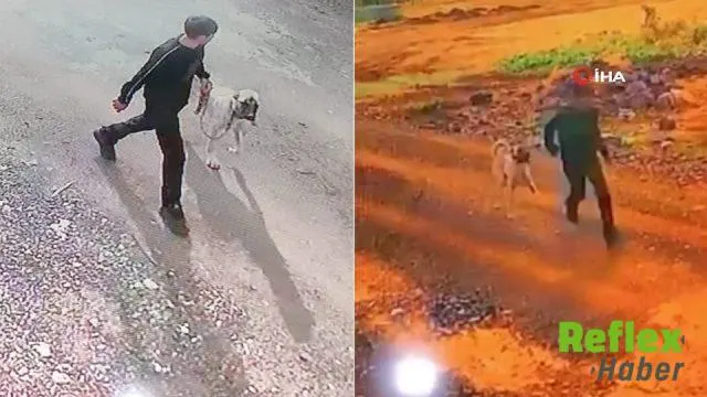 Şanlıurfa'da Kangal Köpeği Hırsızlığı Kameralara Yansıdı