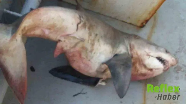 Saros Körfezi'nde 65 Kiloluk Köpek Balığı Şaşkınlığı