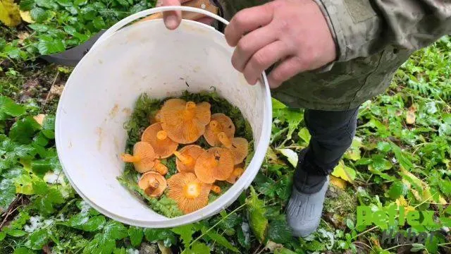 Safranbolu'da Mantar Arayanlara Kar Sürprizi