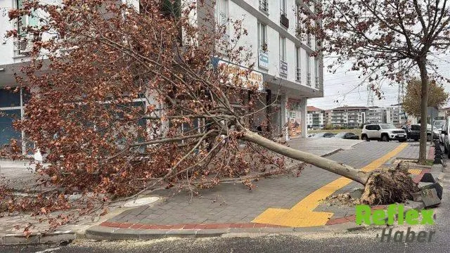 Tekirdağ'da Kuvvetli Fırtına Uçuşları Durdurdu Ağaçlar Devrildi