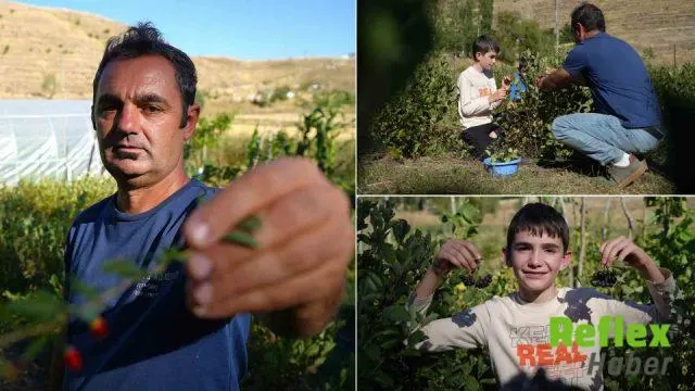 Önder Turan’ın Bayburt’taki Aronya Bahçesinde Yüksek Brix Değeri