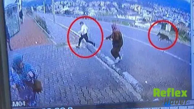 Orhangazi’de Köpek Saldırısından Kaçan Çocuk Yaralandı