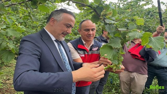 Kahverengi Kokarcaya Karşı Yeni Hamle! 1000 Samuray Arısı Doğaya Salındı
