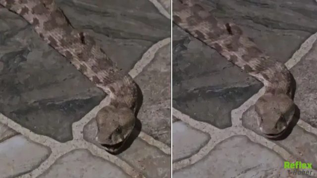 Kapıyı Açtığı Anda Gördü! Dev Yılan Mahalleyi Ayağa Kaldırdı