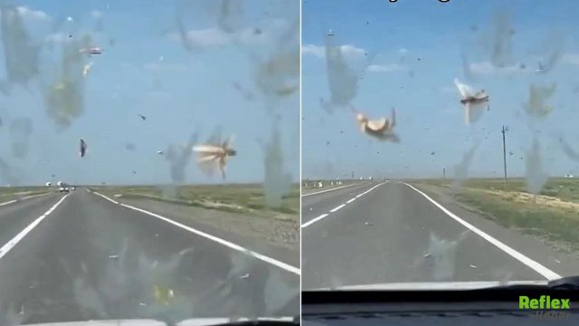 Karayolunda İlginç Anlar! Çekirge Sürüsü Böyle Görüntülendi