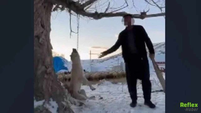 Kayseri’de Dehşet Köpeğini Ağaca Asarak Öldürdü Tepkiler Çığ Gibi Büyüdü