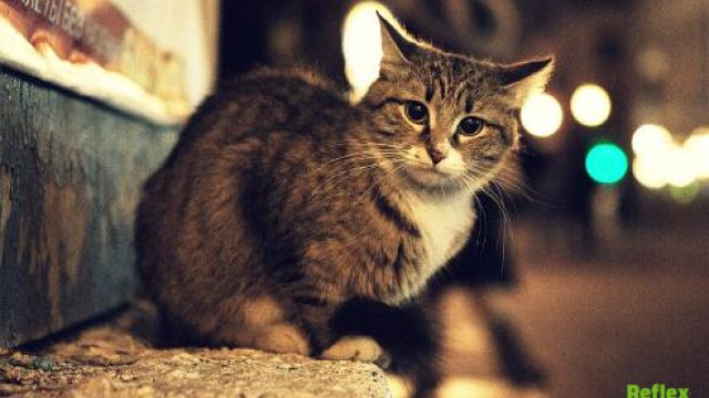 Kurban Bayramında Kediler Neden Kaybolur?