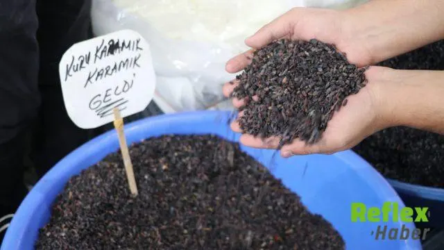 Sivas’ta Kısa Süreli Karamuk Hasadı Başladı