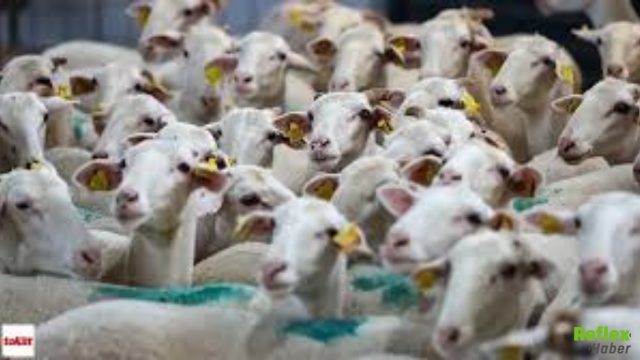 Kırsalda Bereket Küçükbaşa Destek Projesi Başvuru Sonuçları Nasıl Sorgulanır?