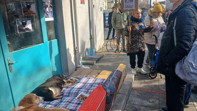Kısırlaştırılmak için toplanmadılar, öldürülmek için toplanıyorlar