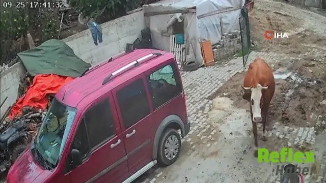 Amasya’da Öfkeli Boğa Süt Sağım Makinesini Sürükledi