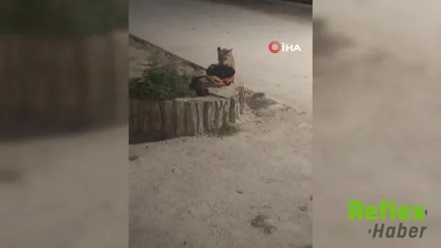 Edirne’de yavru tilki bisiklet kaskını alıp kaçtı: O anlar kamerada