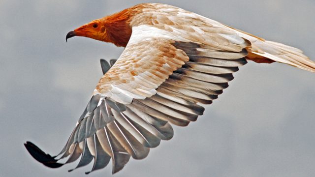 Küçük akbabaların göç yolunu korumak için 14 ülkenin uzman kuruluşları birleşti