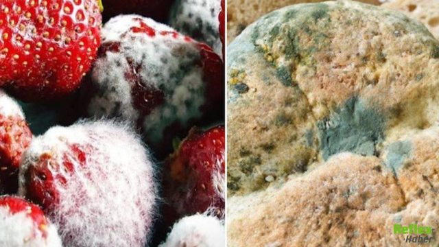Küflü Besinleri Tüketirsek Ne Olur? Gerçekten Zararlı Mı?