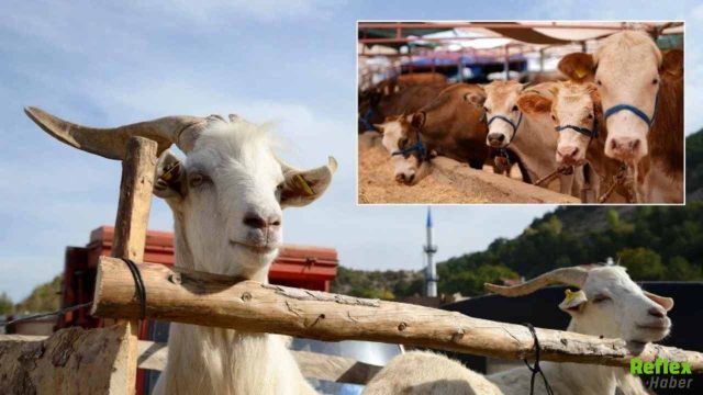 Kurbanlık Fiyatları Netleşiyor Büyükşehirlerde Rakamlar Cep Yakıyor