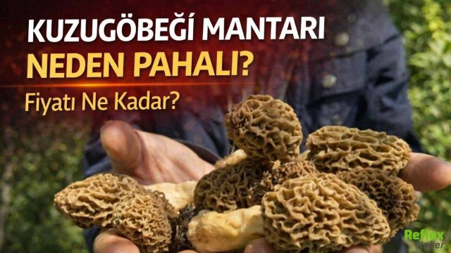 Kuzugöbeği Mantarı Neden Pahalı, Fiyatı Ne Kadar?