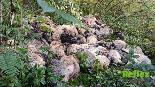 Maçka'da Ayı Saldırısı Sonrası 184 Koyun Telef Oldu