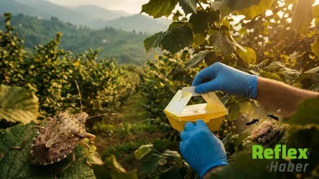 Ordu’da Kahverengi Kokarcaya Karşı 300 Bin Samuray Arısı Sahada