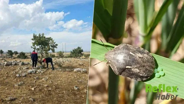 Şırnak’ta Süne Mücadelesi İ̇çin Kışlak Kontrolleri Sürüyor