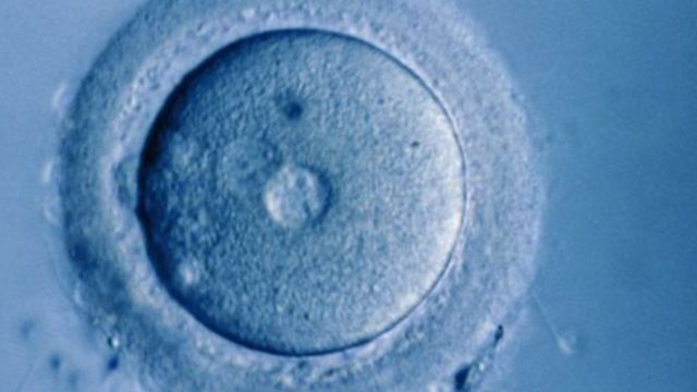 Laboratuvarda büyütülen ilk insan yumurtası gelecekte doğurganlığa yardımcı olabilir