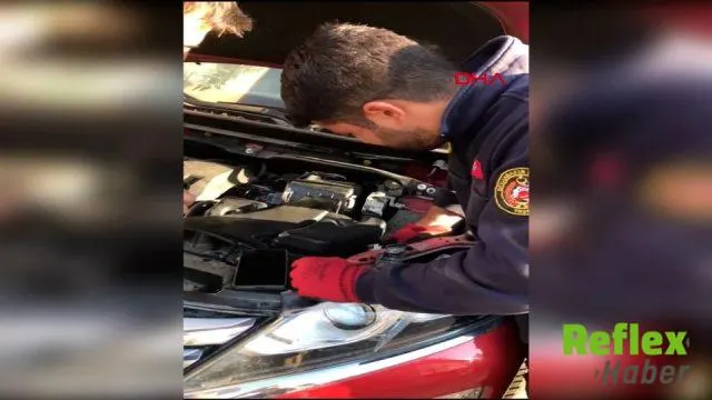 Diyarbakır'da Otomobilin Kaputunda Mahsur Kalan 3 Yavru Kedi Kurtarıldı