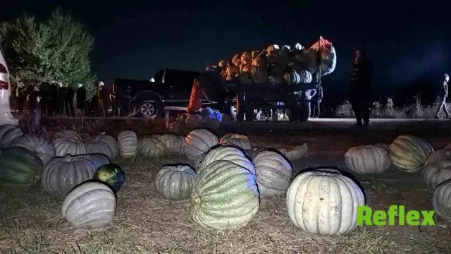 Bolu’da Kabak Yüklü Traktör Ve Pikap Kazasında 4 Yaralı
