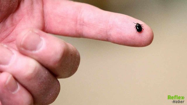 Lyme Hastalığına Karşı Aşıda Büyük Gelişme Yüzde 70 Etkinlik Sağlandı