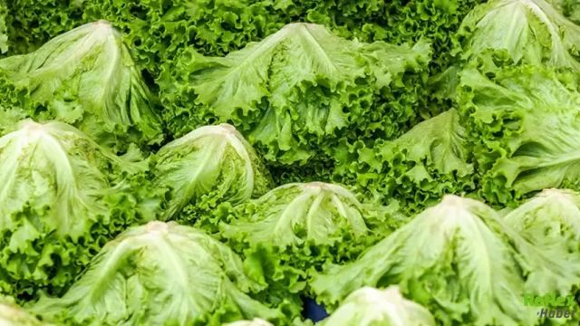 Maruldan İshal Salgını Türkiye'de Var mı?