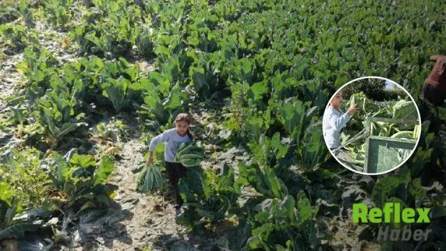 Burdur’da 9 Yaşındaki Medine’nin Tarladan Doktorluk Hayaline Uzanan Mücadelesi