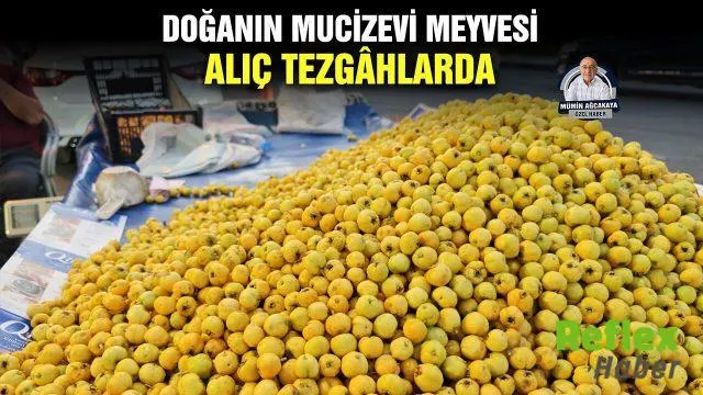 Alıç Meyvesi Sonbaharla Birlikte Tezgâhlara Çıktı