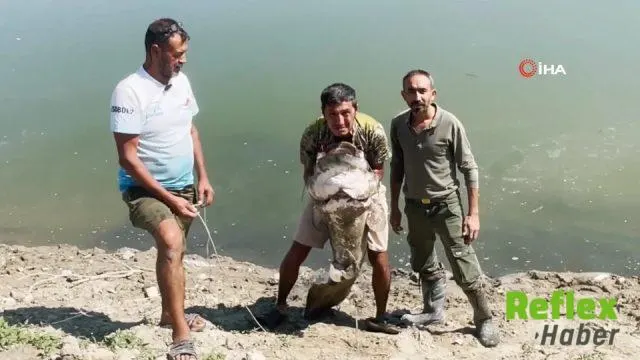 Denizli’de dev yayın balıkları yakalandı, yeniden suya bırakıldı