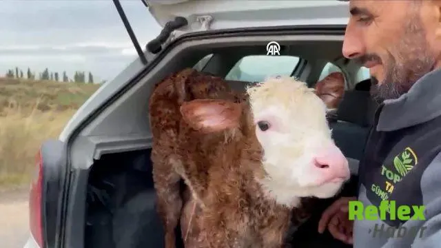 Amasya’da Anne İ̇nek Buzağısının Peşinden Üç Kilometre Yürüdü