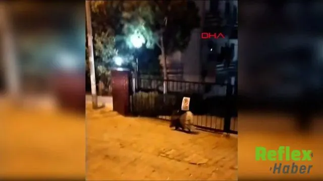 Kuşadası'nda Nadir Oklu Kirpi Görüntülendi