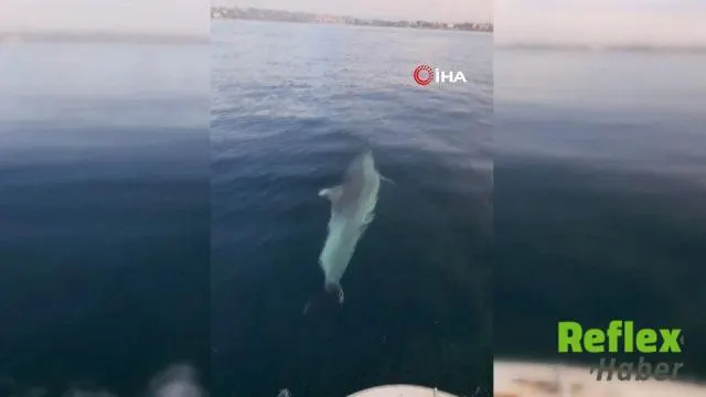 Marmara Denizi'nde Yunus, Balıkçı Teknesine Eşlik Etti