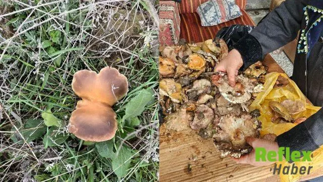 Andırın Dağlarında Sonbahar Yağışlarıyla Mantar Hareketliliği