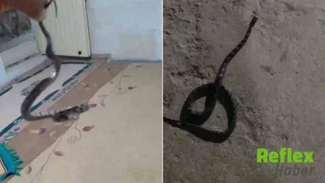 Batman'da Evine Giren Yılan Ve Akrebi Doğaya Bıraktı