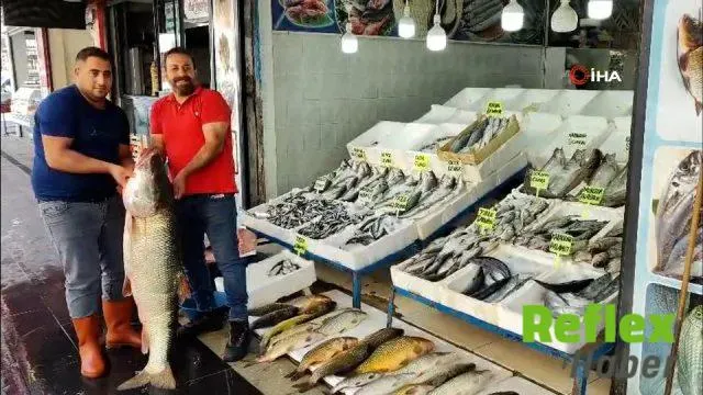 Dev balık Batman'da satışa sunuldu: 1,5 metrelik balık 69 kilo