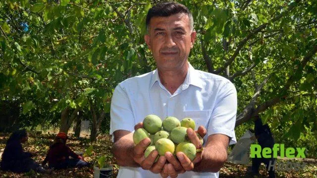 Kahramanmaraş’ın AB tescilli ‘yeşil altını’nda hasat başladı