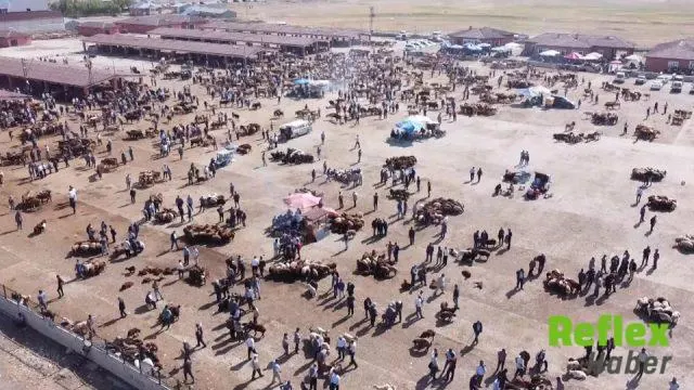 Ağrı’da şap hastalığı tedbirleri artırıldı: Hayvan borsası 30 gün kapalı kalacak