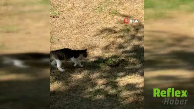 Edirne'de Bahçedeki Kedi Ve Yılanın Mücadelesi Kamerada