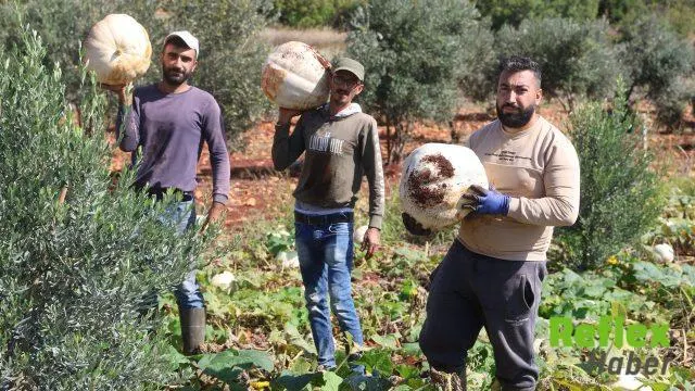 Hatay’da Beyaz Menteş Kabağında Hasat Ve Fiyat Hareketliliği