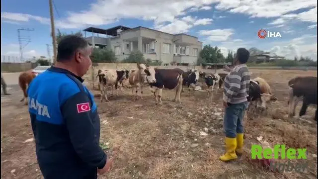 İ̇slahiye’de Kaybolan 17 Büyükbaş Kulak Küpeleriyle Bulundu