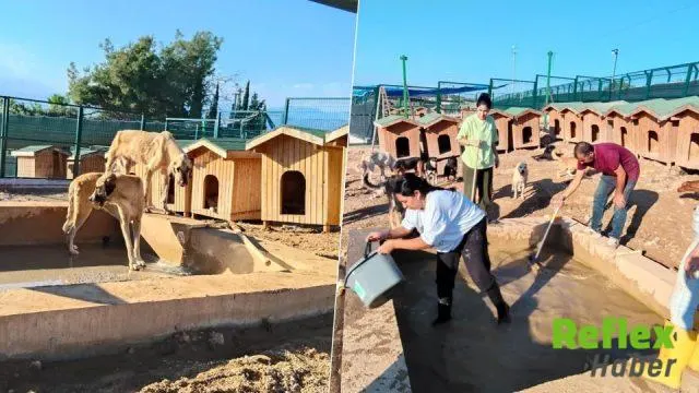 Akdeniz’deki Barınakta Hayvanlar İ̇çin İ̇yileştirme Çalışması