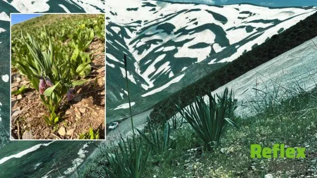 Muş Ters Lalesi keşfedildi: Dünyada yalnızca Kurtik Dağı’nda yetişiyor