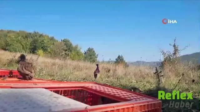 Sinop’ta 550 Sülün Doğal Yaşam Alanlarına Bırakıldı