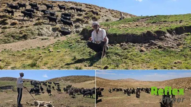 Bursa'dan Yerkaya'ya Dönen Medeni Kortaş Sürüsüyle Yeni Hayat Kurdu
