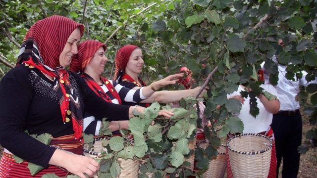 Ordu'da Fındık Hasadı Rahatlayacak! İşçi Sıkıntısını Bitirecek Çözüm