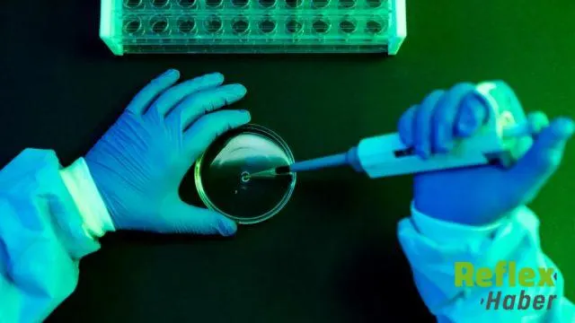 Fransa'daki Vaka Sonrası Shamonda Virüsü Hakkında Bilinenler